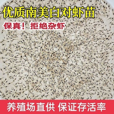 淡水南美白对虾苗基围虾苗一代快大对虾苗淡水虾苗