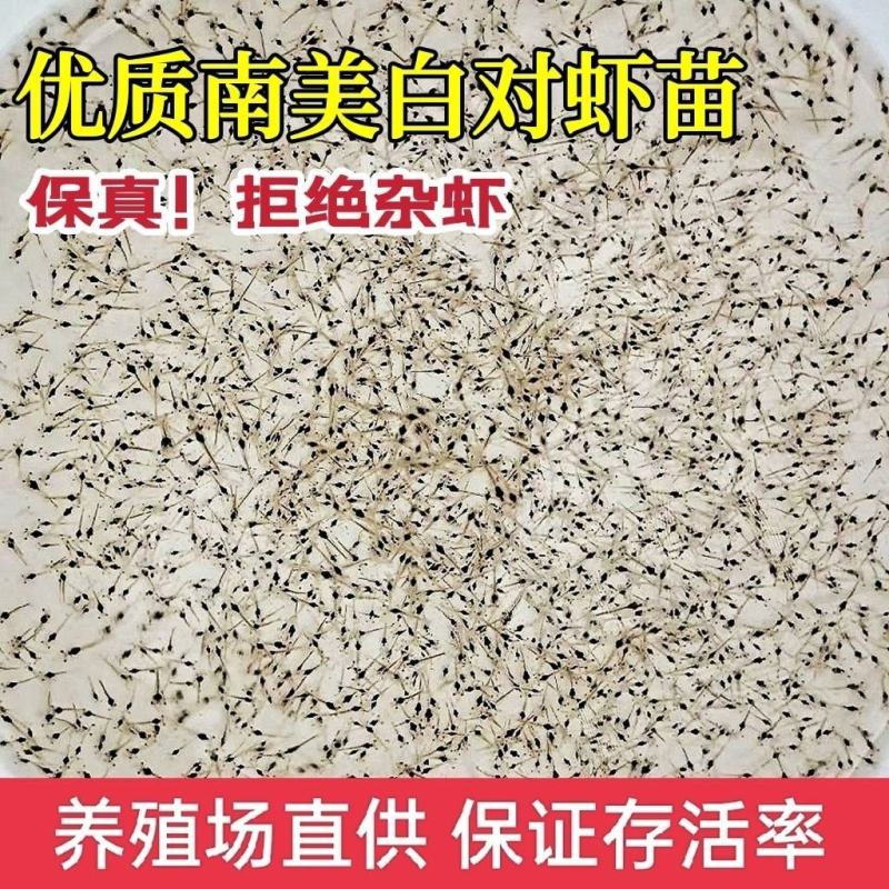 淡水南美白对虾苗基围虾苗一代快大对虾苗淡水虾苗