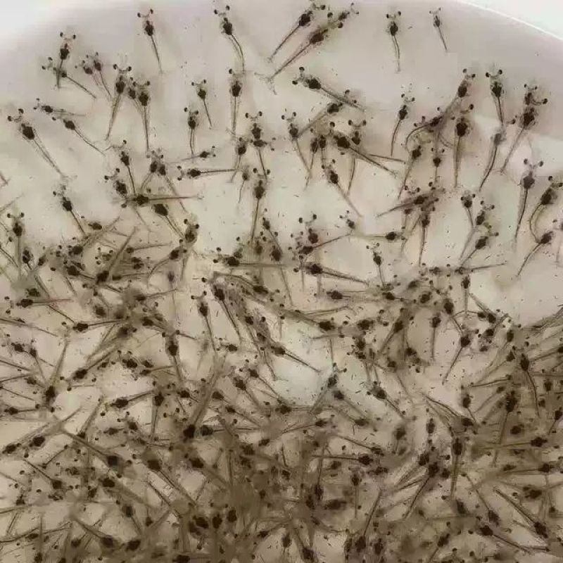 淡水南美白对虾苗基围虾苗一代快大对虾苗淡水虾苗