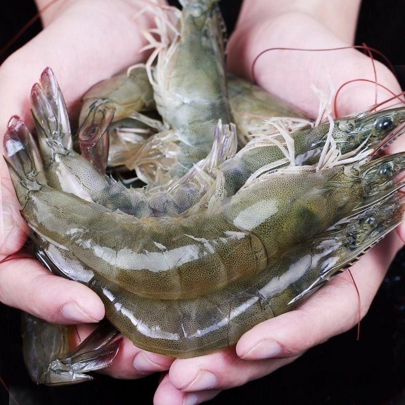 淡水南美白对虾苗基围虾苗一代快大对虾苗淡水虾苗