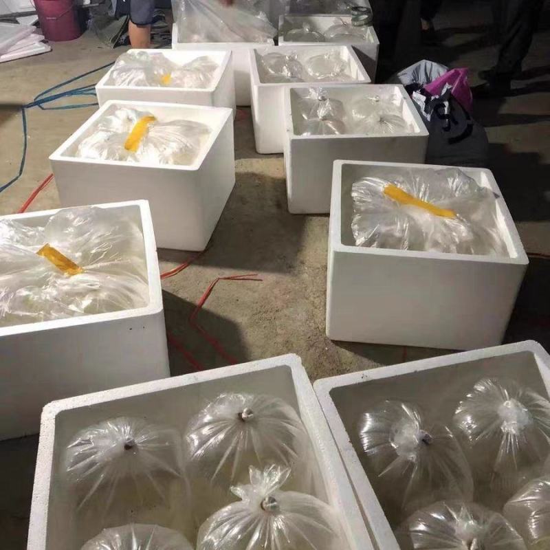 淡水南美白对虾苗基围虾苗一代快大对虾苗淡水虾苗