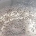 淡水南美白对虾苗基围虾苗一代快大对虾苗淡水虾苗