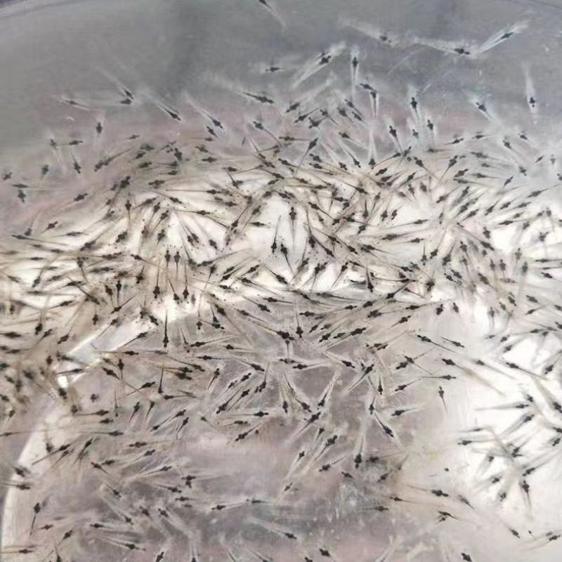 淡水南美白对虾苗基围虾苗一代快大对虾苗淡水虾苗