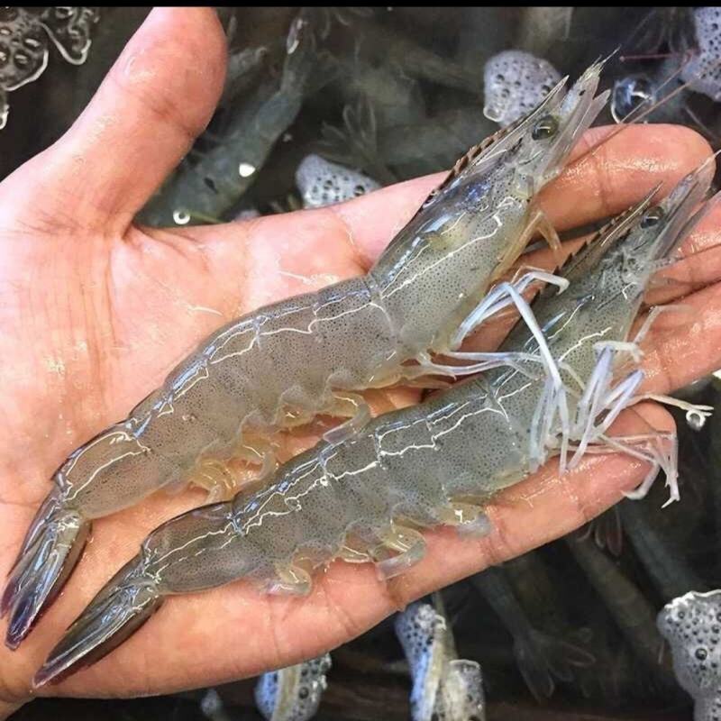 淡水南美白对虾苗基围虾苗一代快大对虾苗淡水虾苗