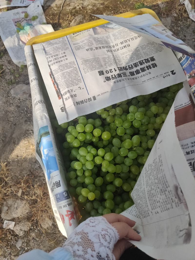 资源县的青提维多利亚已上市，欢迎各地老板前来选购