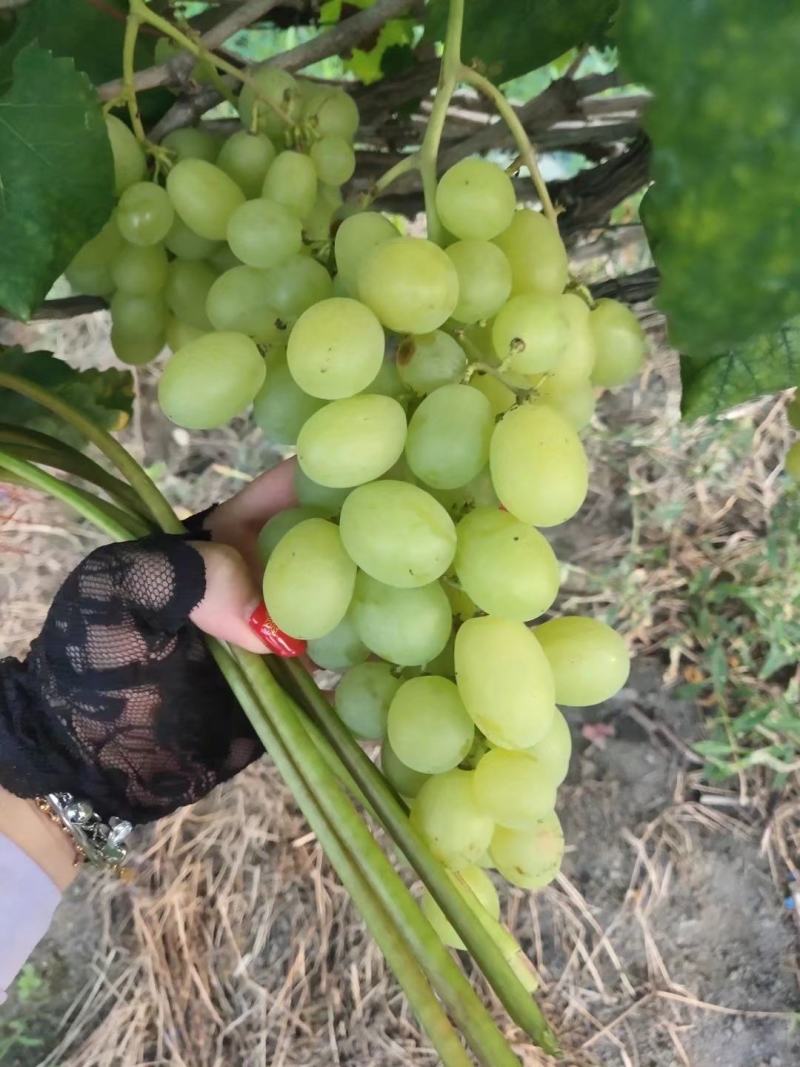 桂林资源县的青提上市啦，欢喜各地老板前来采购，价格优惠，