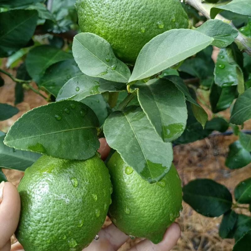 尤力克春花果，一级靓果，自家农场采摘现发