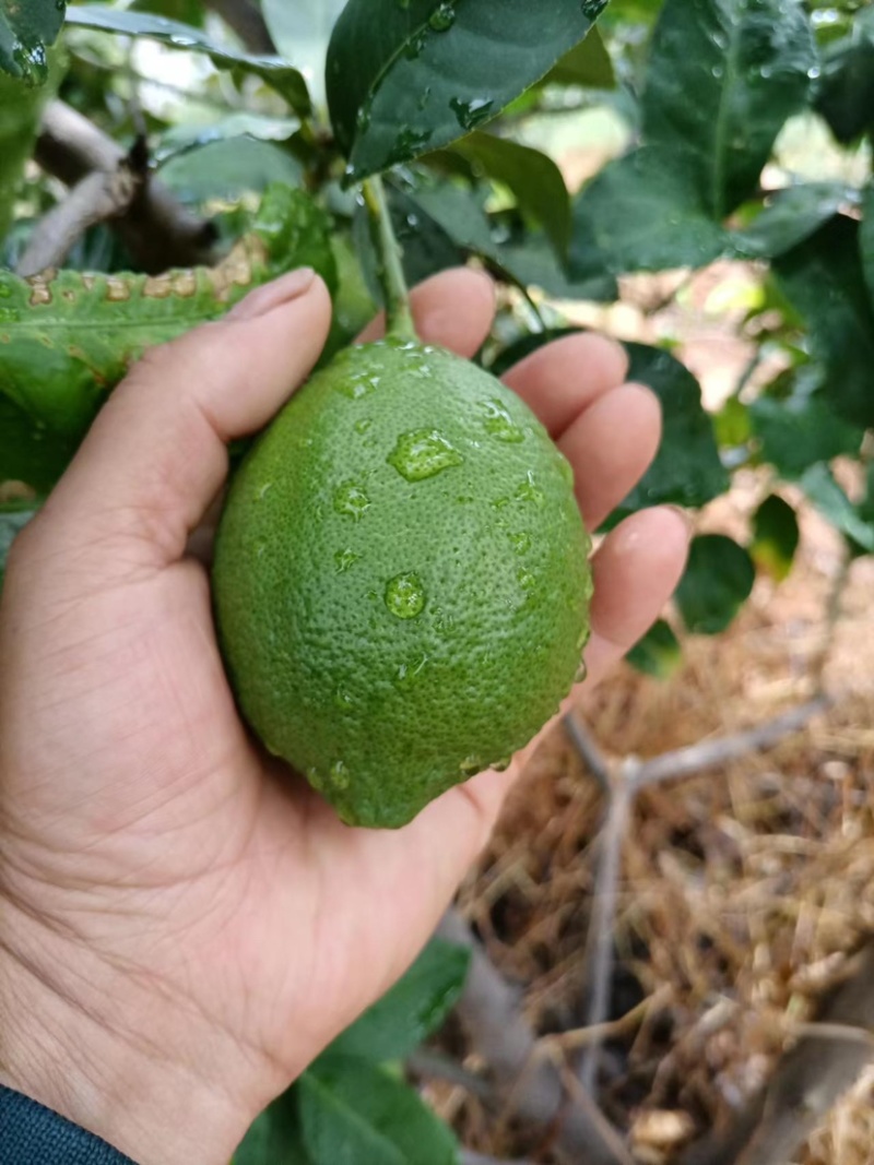 尤力克春花果，一级靓果，自家农场采摘现发
