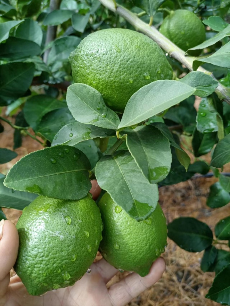 尤力克春花果，一级靓果，自家农场采摘现发