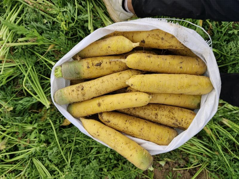 乌鲁木齐精品胡萝卜基地！大量供货！