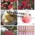 早熟嘎啦苹果预订中
