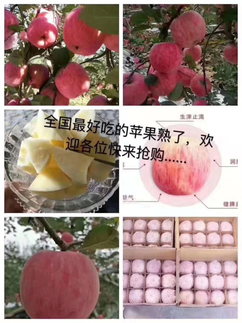 早熟嘎啦苹果预订中