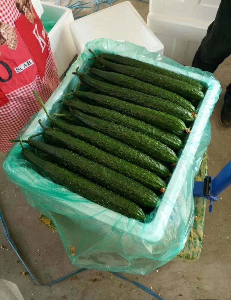 精品密刺黄瓜黑亮形绿亮形货源充足供应市场超市