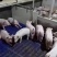 本场供应美系三元仔猪，品质优良，检防疫齐全，客户可放心选
