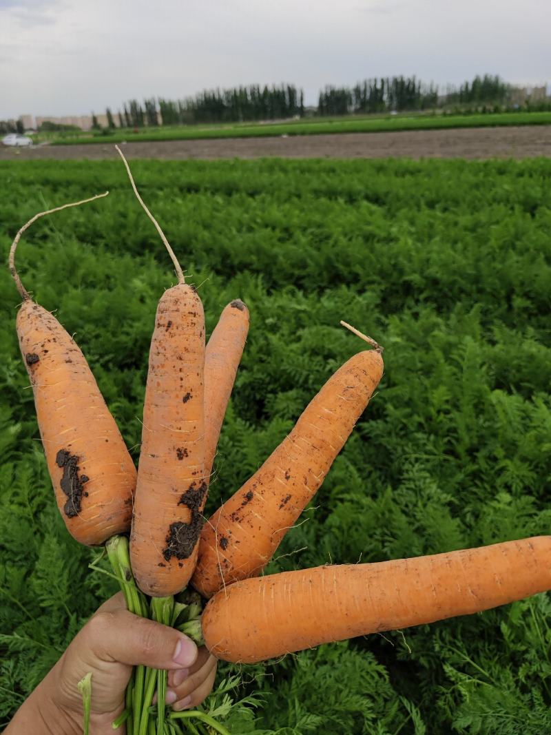 新疆乌鲁木齐精品胡萝卜基地！大量供货！