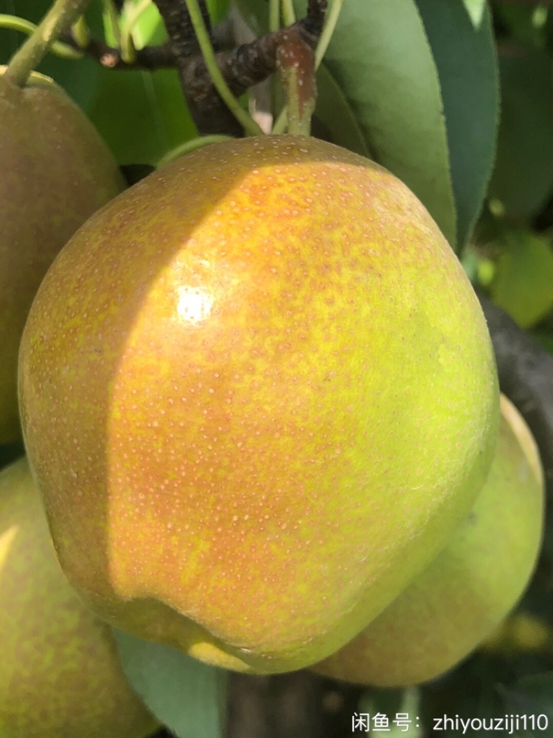 红香酥🍐山西运城龙居美玉一抹红晕果库