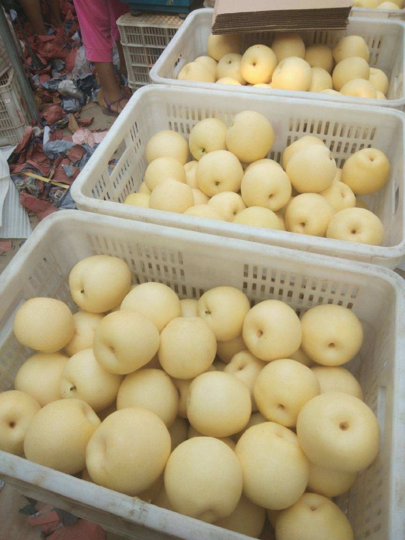 安徽白皇冠梨，口感翠甜现摘现采诚信合作包装物流一条龙服务