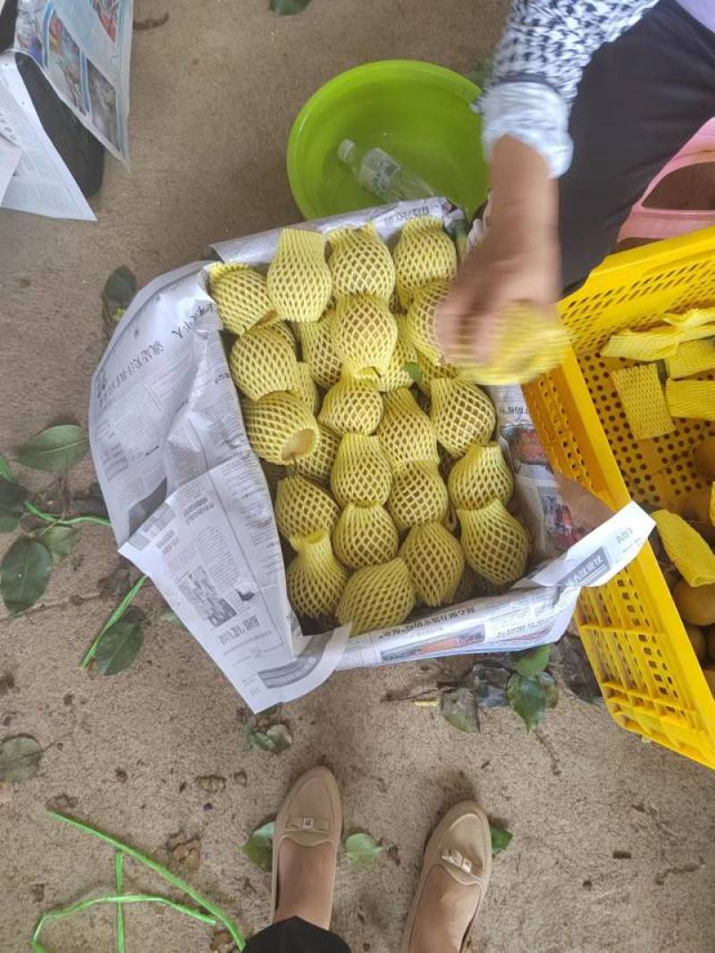 【推荐】广西灌阳高山黄花梨产地直发，价格优惠欢迎来电订购