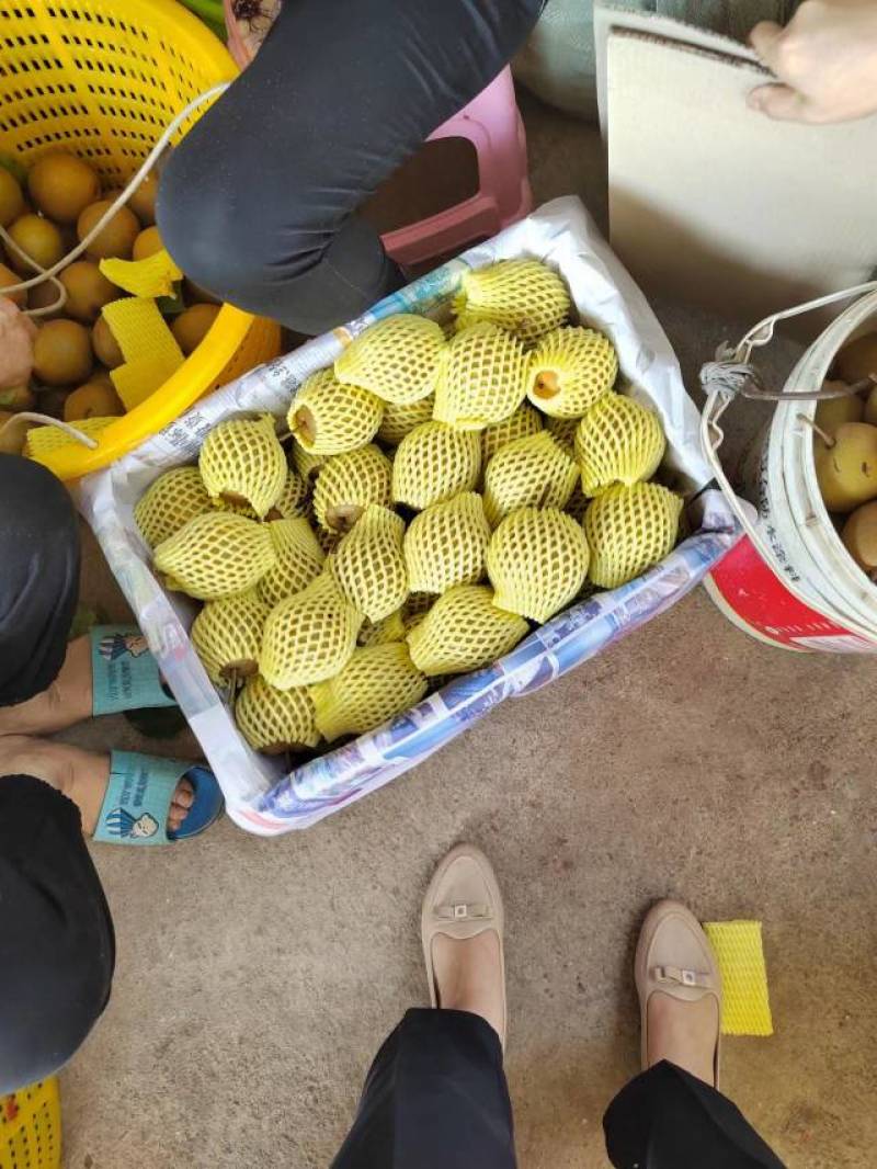【推荐】广西灌阳高山黄花梨产地直发，价格优惠欢迎来电订购