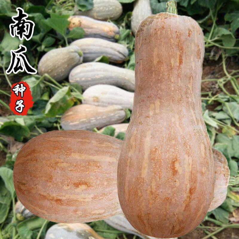 南瓜种子金湘蜜本南瓜高产抗病中熟肉嫩粉甜细腻爽脆优质南瓜