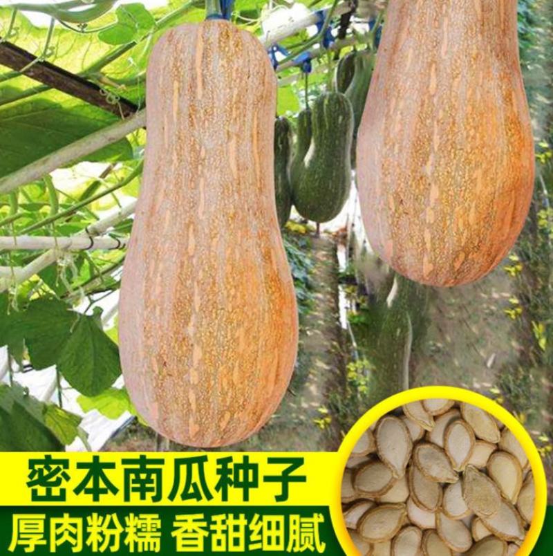南瓜种子金湘蜜本南瓜高产抗病中熟肉嫩粉甜细腻爽脆优质南瓜