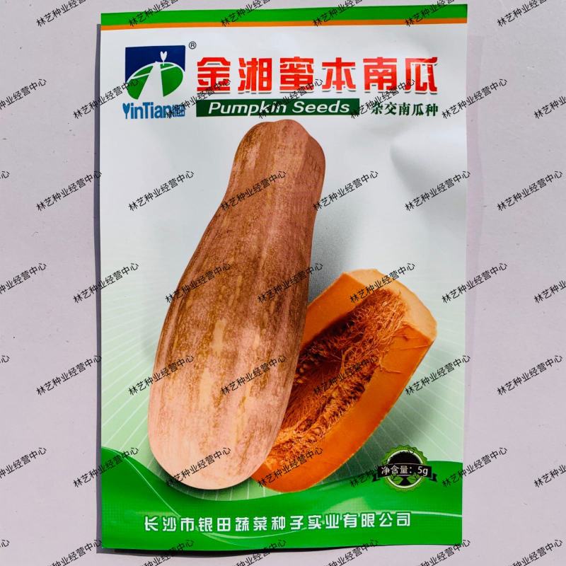 南瓜种子金湘蜜本南瓜高产抗病中熟肉嫩粉甜细腻爽脆优质南瓜
