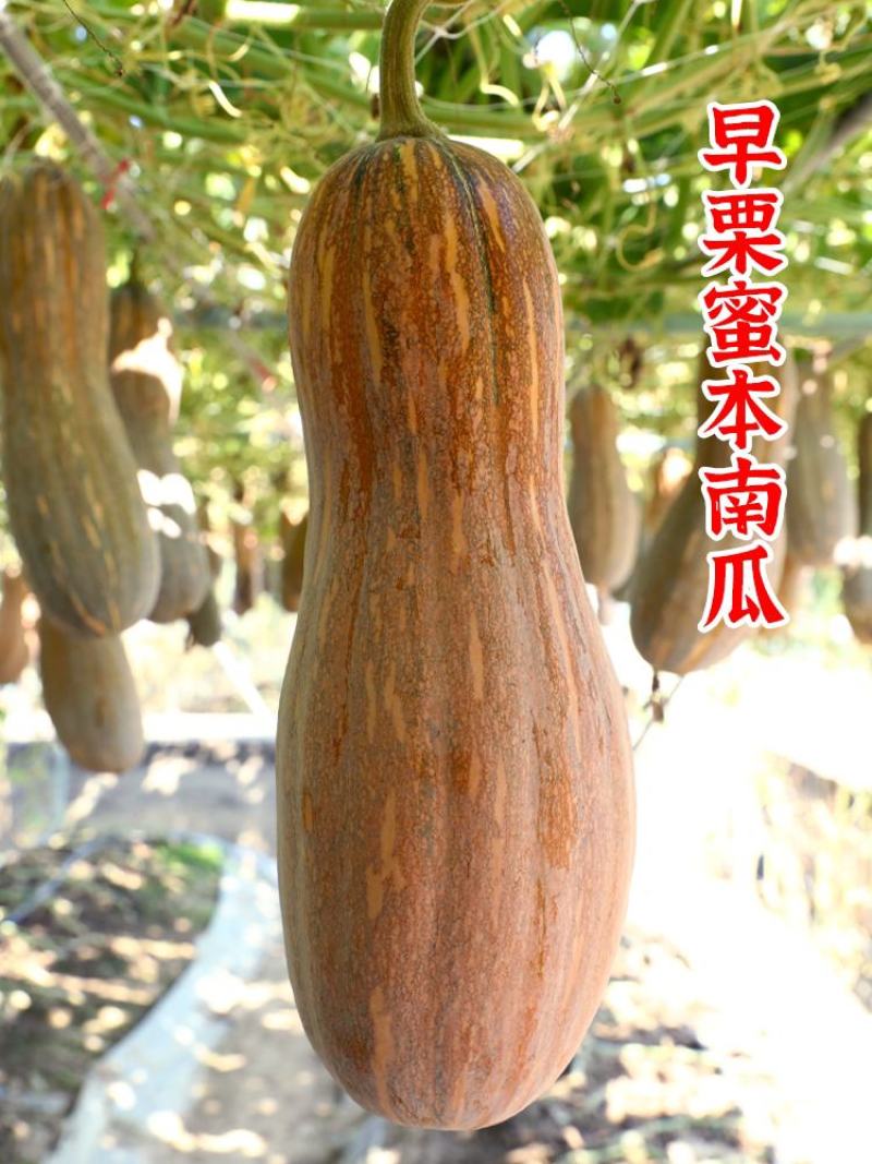 南瓜种子金湘蜜本南瓜高产抗病中熟肉嫩粉甜细腻爽脆优质南瓜