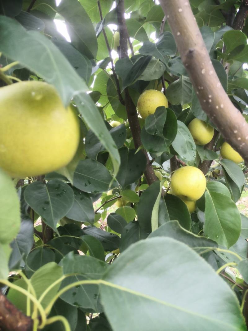 皇冠梨果形纠正颜色好看没有渣自己家果园