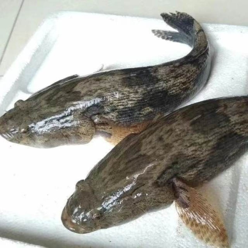 泰国杂交笋壳鱼苗规格寸苗。