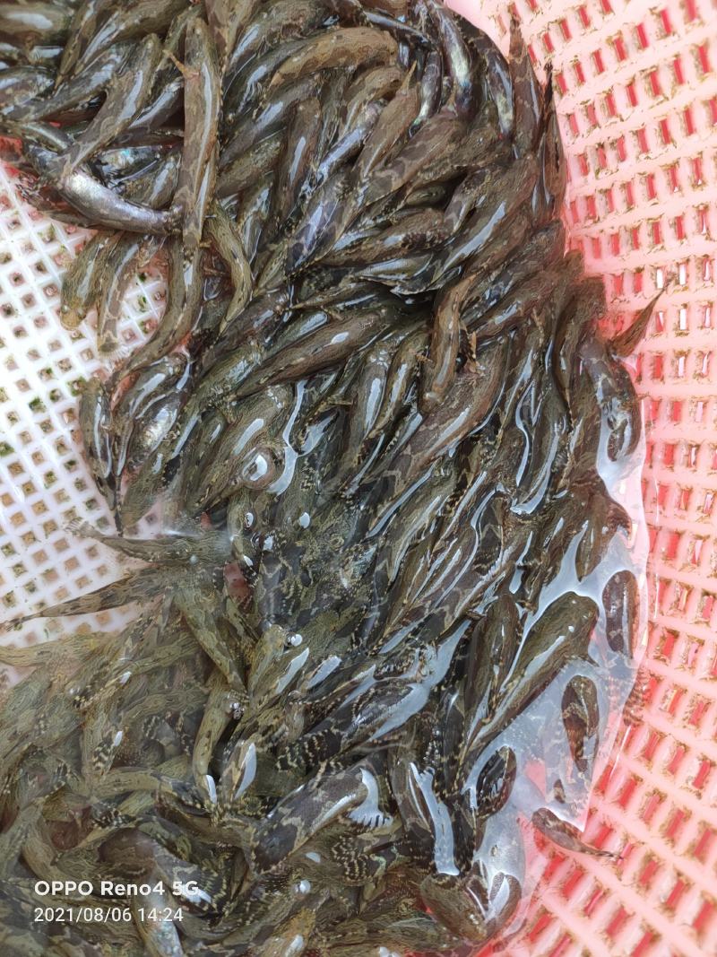 泰国杂交笋壳鱼苗规格寸苗。
