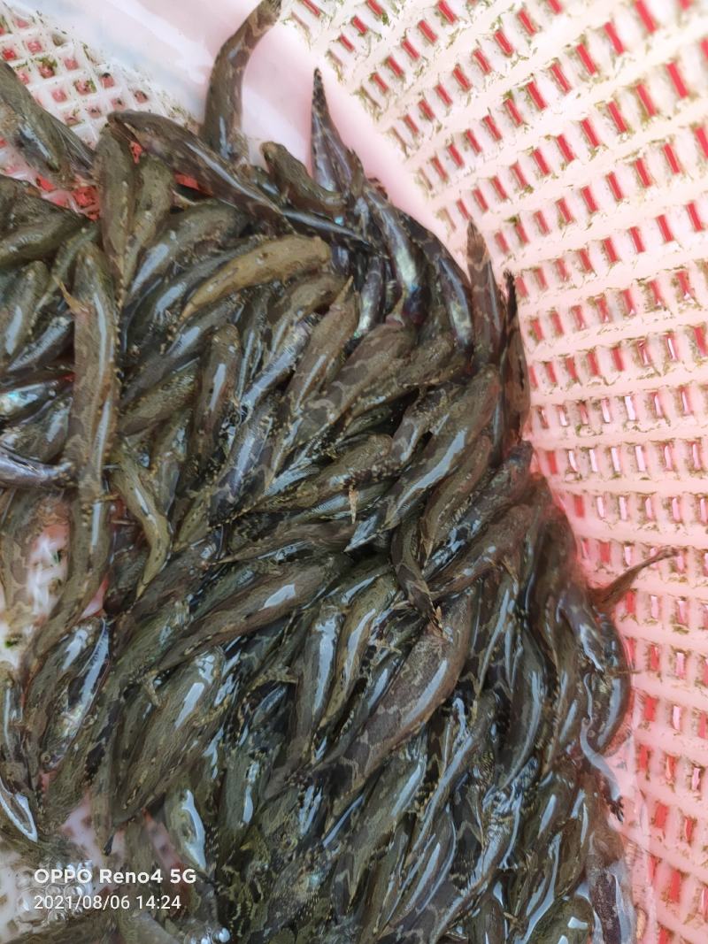 泰国杂交笋壳鱼苗规格寸苗。