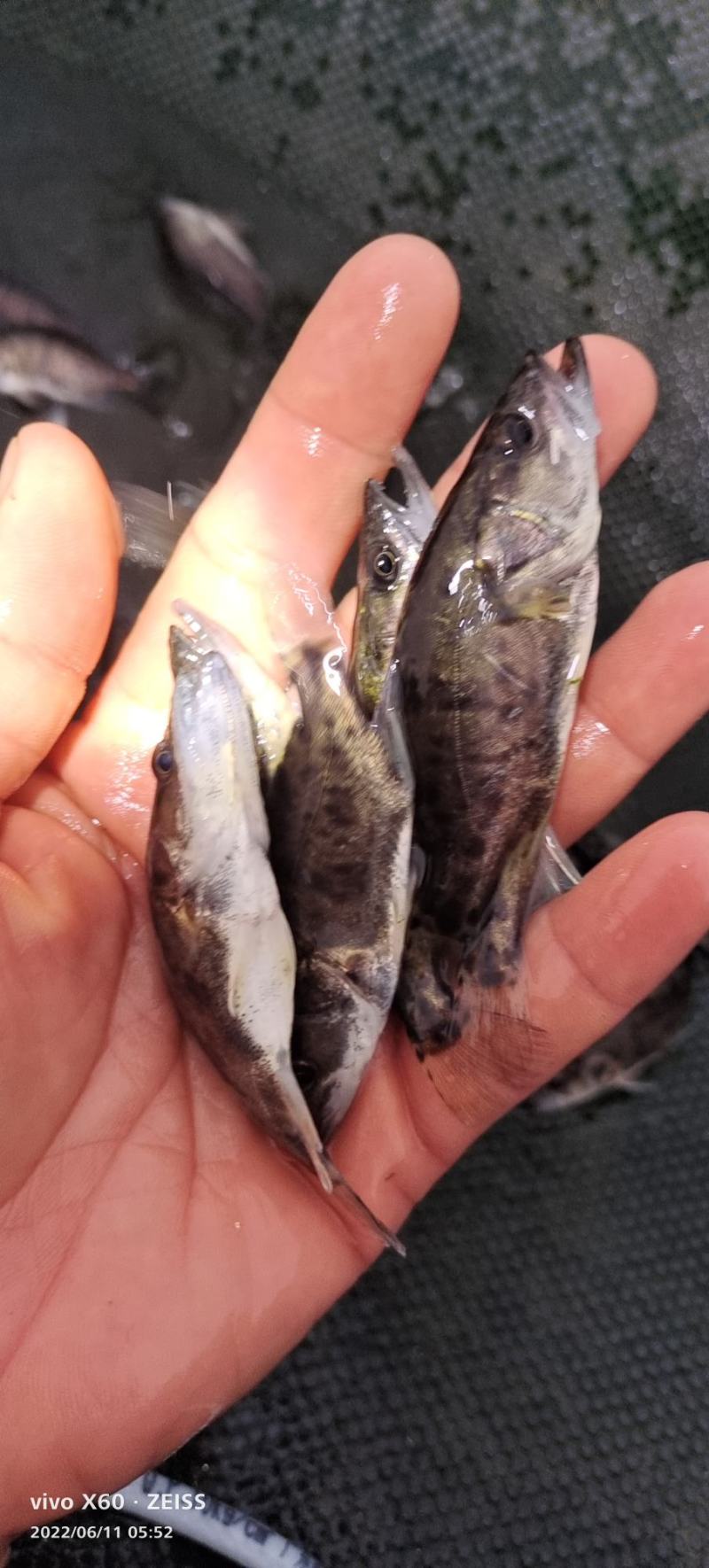 桂花鱼苗。大小规格齐全。