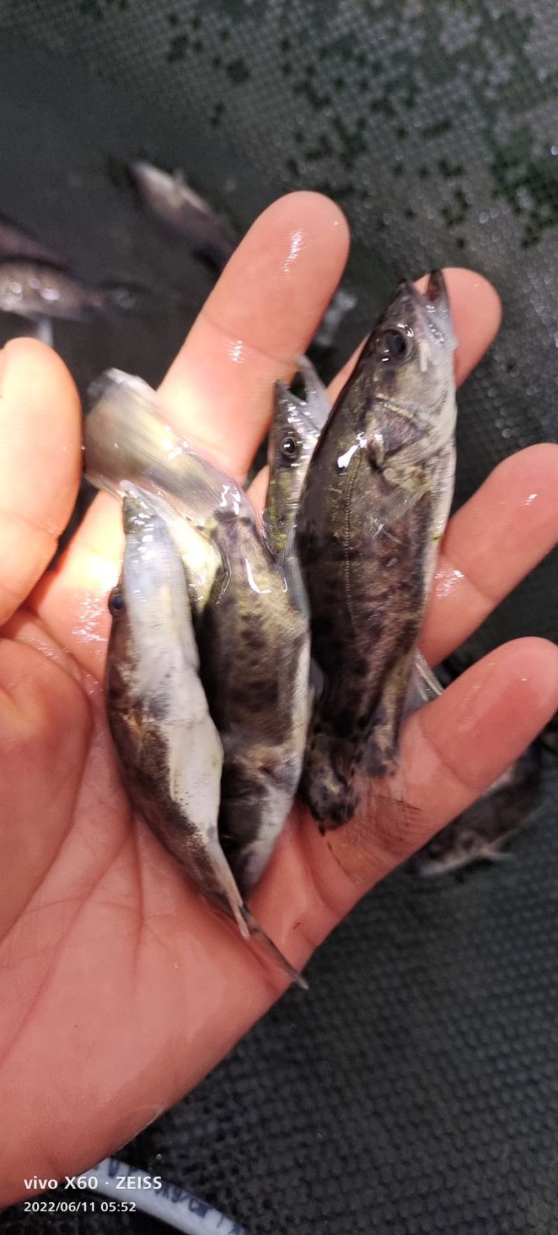 桂花鱼苗。大小规格齐全。