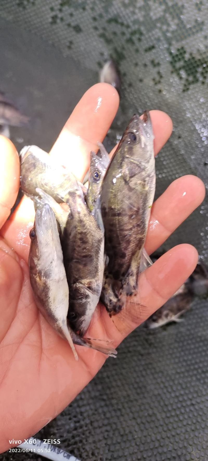 桂花鱼苗。大小规格齐全。