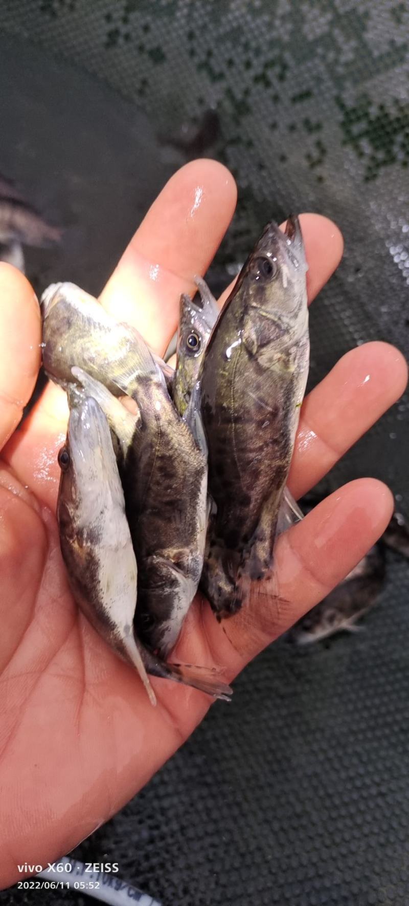 桂花鱼苗。大小规格齐全。