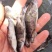 桂花鱼苗。大小规格齐全。