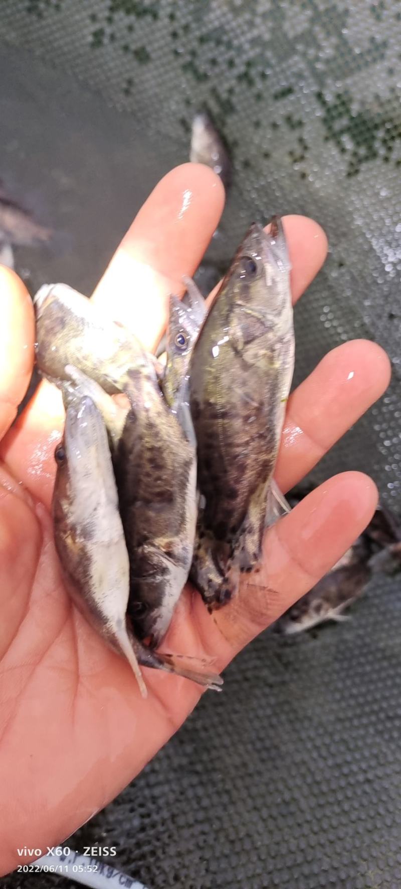 桂花鱼苗。大小规格齐全。