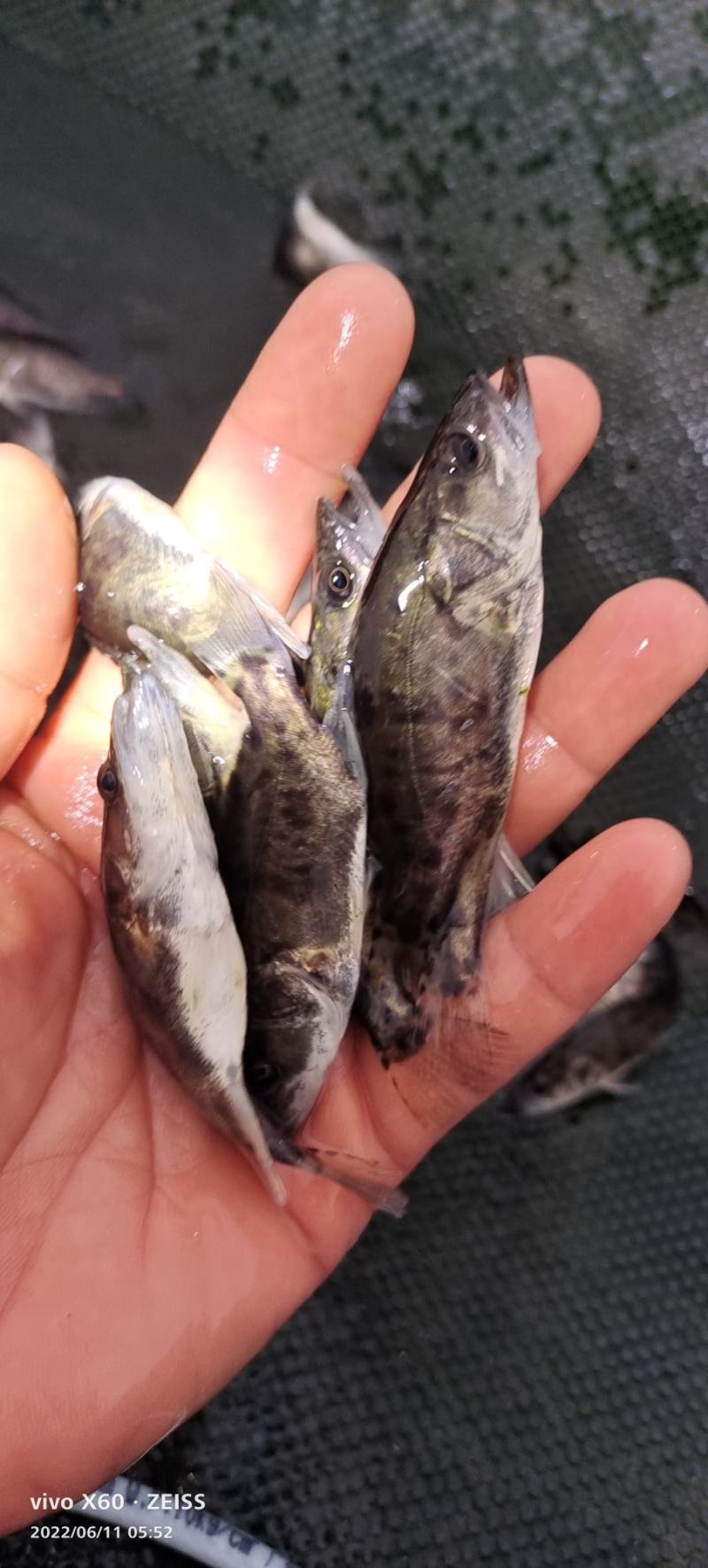 桂花鱼苗。大小规格齐全。