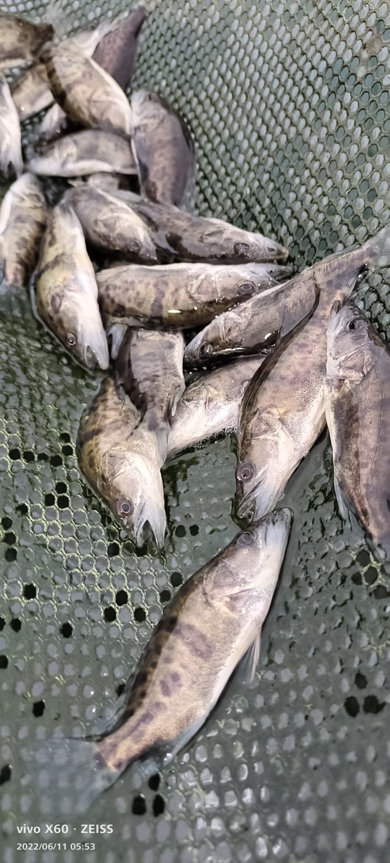 桂花鱼苗。大小规格齐全。