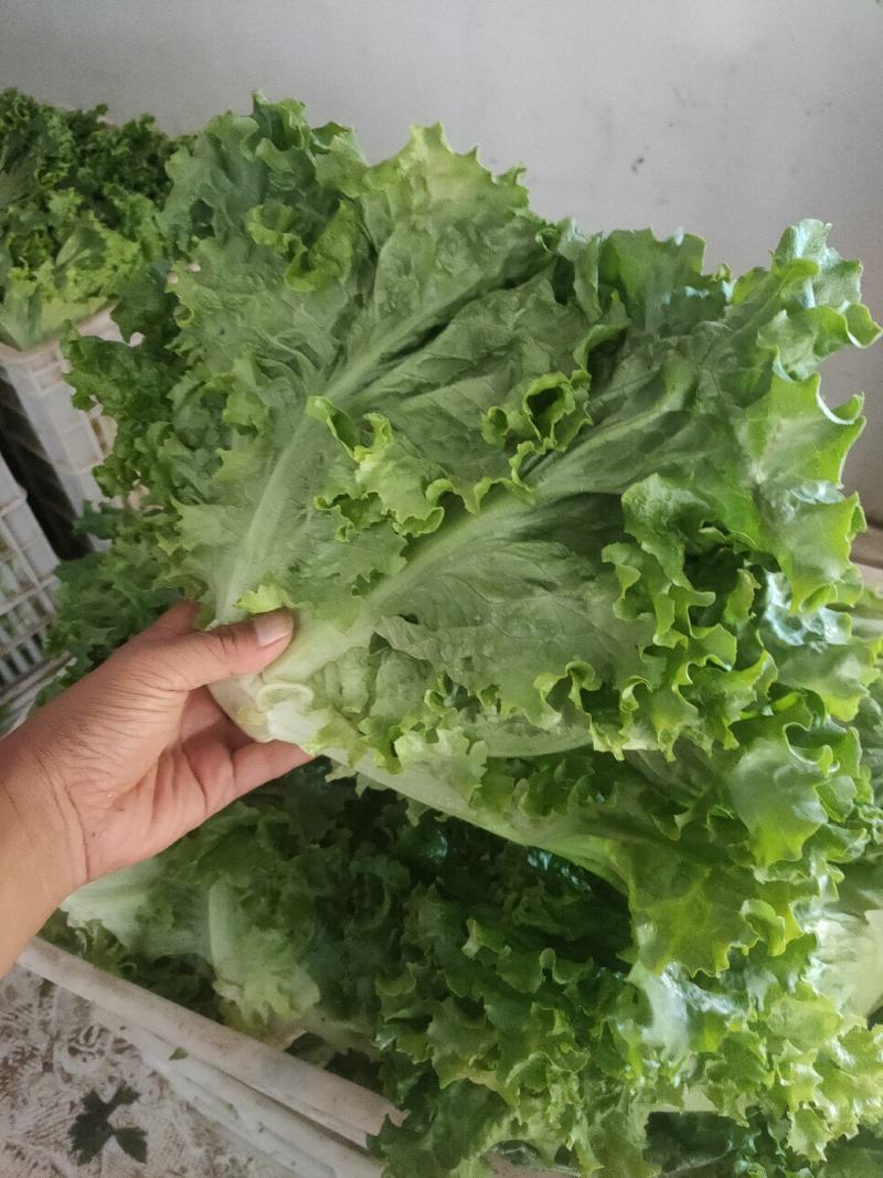 意大利生菜，生菜球，大叶生菜。各种蔬菜供应，品质好价格优