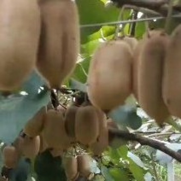 米良一号大量上市量大从优