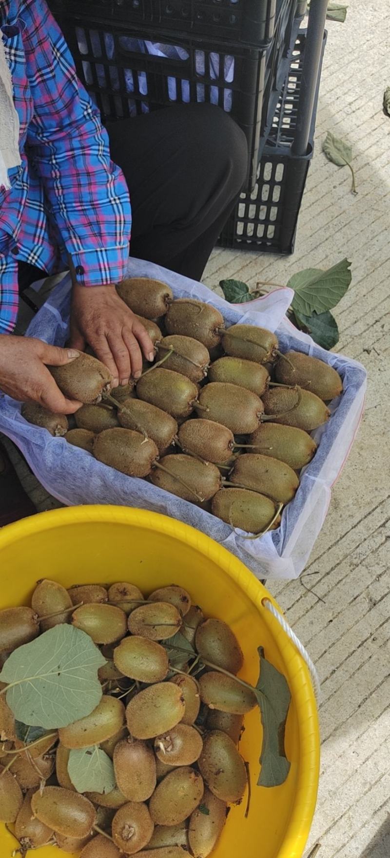 米良一号大量上市量大从优