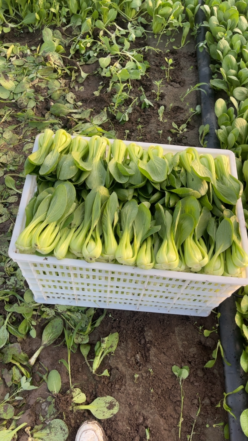 精品上海青油菜大量上市，欢迎各位老板下单