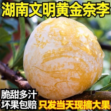 湖南文明特产黄金奈李恐龙蛋脱骨蜂糖李自家果园现摘现发