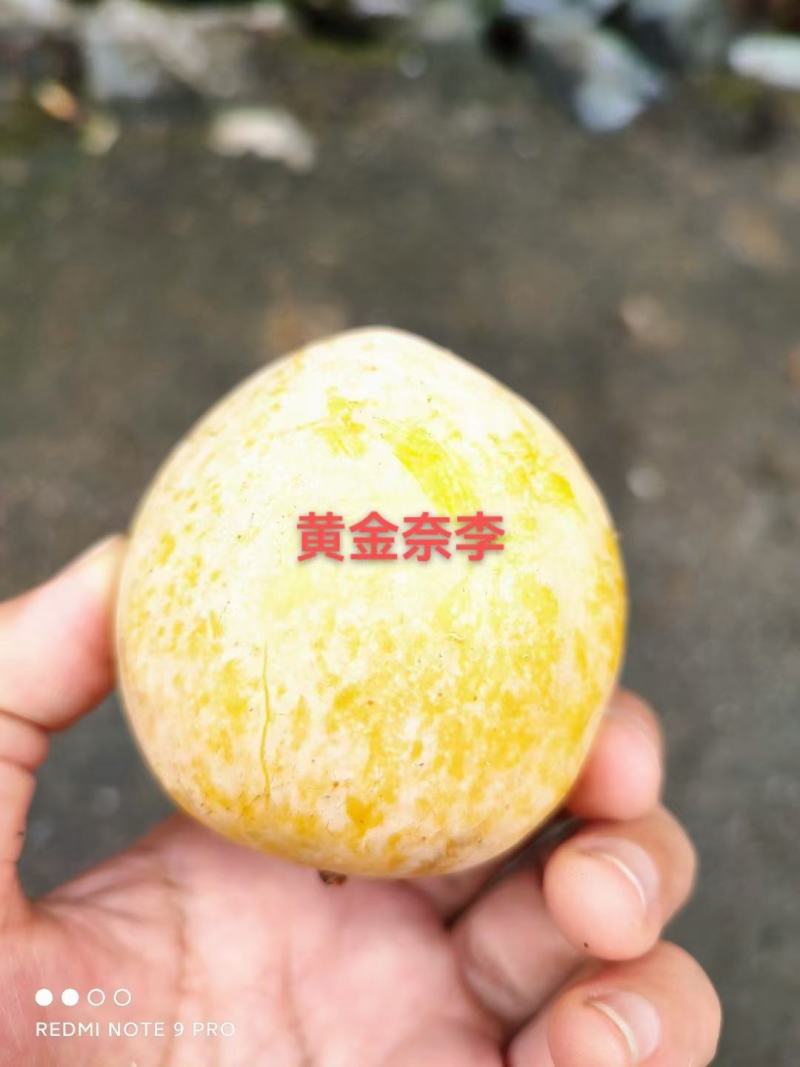 湖南文明特产黄金奈李恐龙蛋脱骨蜂糖李自家果园现摘现发