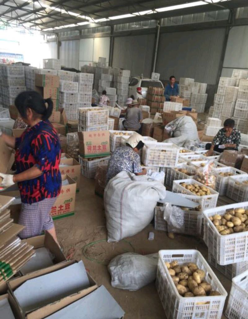 【热卖V7土豆】3两以上精品上市量大从优价格美丽