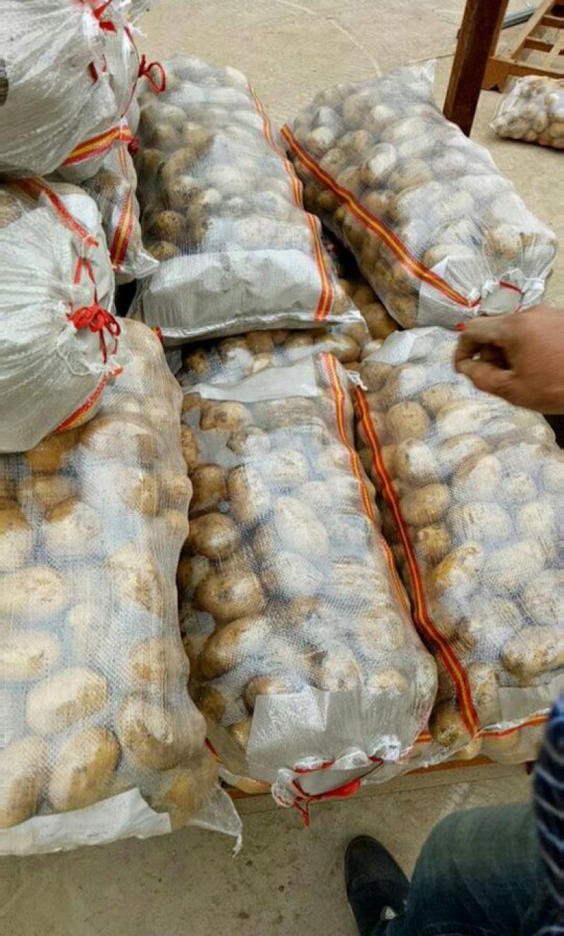 【热卖V7土豆】3两以上精品上市量大从优价格美丽