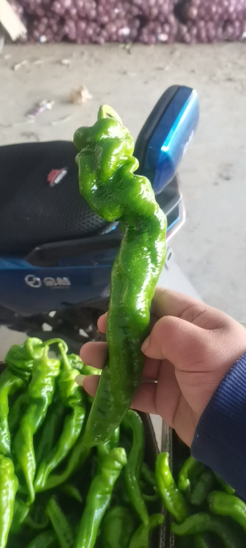 临洮陇椒大量开始上市，有需要的老板请联系