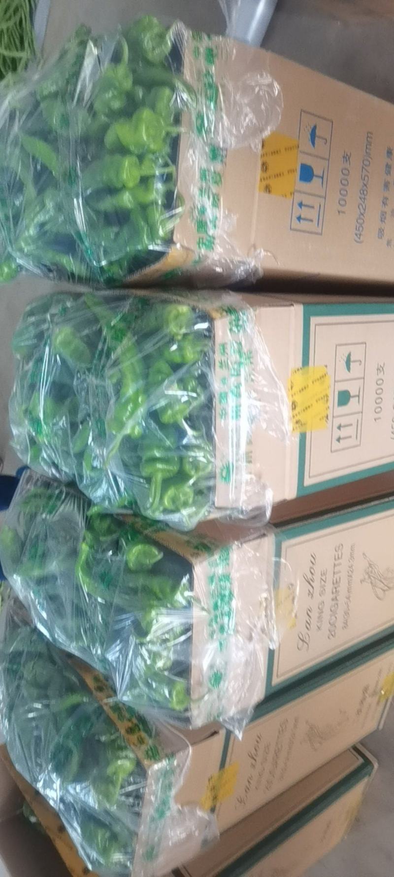 临洮陇椒大量开始上市，有需要的老板请联系