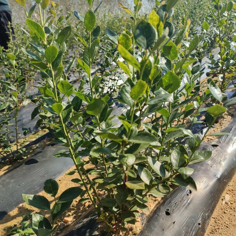 莒南蓝莓苗薄雾绿宝石莱克西地栽3年苗南方北方品种齐全
